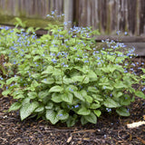 Brunnera Silver Heart - VERDENA-30 cm inaltime livrat in ghiveci de 4 L