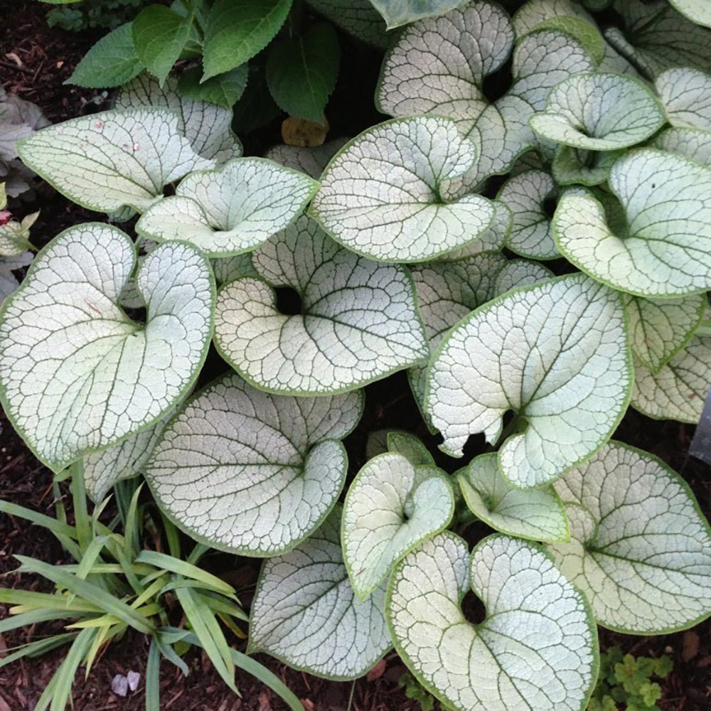 Brunnera Silver Heart - VERDENA-30 cm inaltime livrat in ghiveci de 4 L