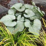 Brunnera Silver Heart - VERDENA-30 cm inaltime livrat in ghiveci de 4 L