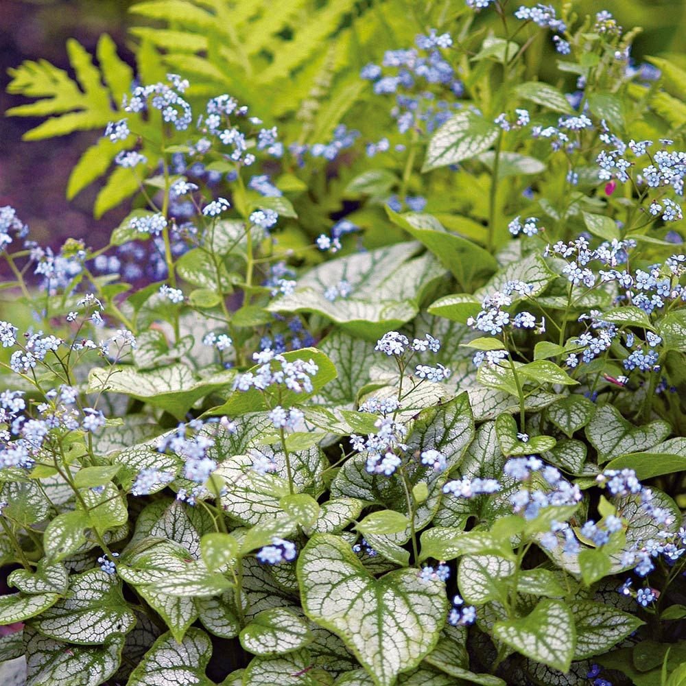 Brunnera Silver Heart - VERDENA-30 cm inaltime livrat in ghiveci de 4 L