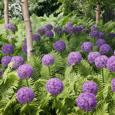 Bulbi Ceapa Ornamentala (Allium) Globemaster (5 Bucati/Pachet) - VERDENA-18-20 cm la livrare