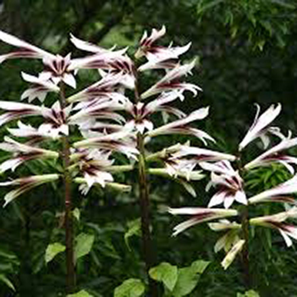 Bulbi de Crini Gigant de Himalaya cu flori mari, alb-purpuriu (Crinum Giganteum)- 1 bulb