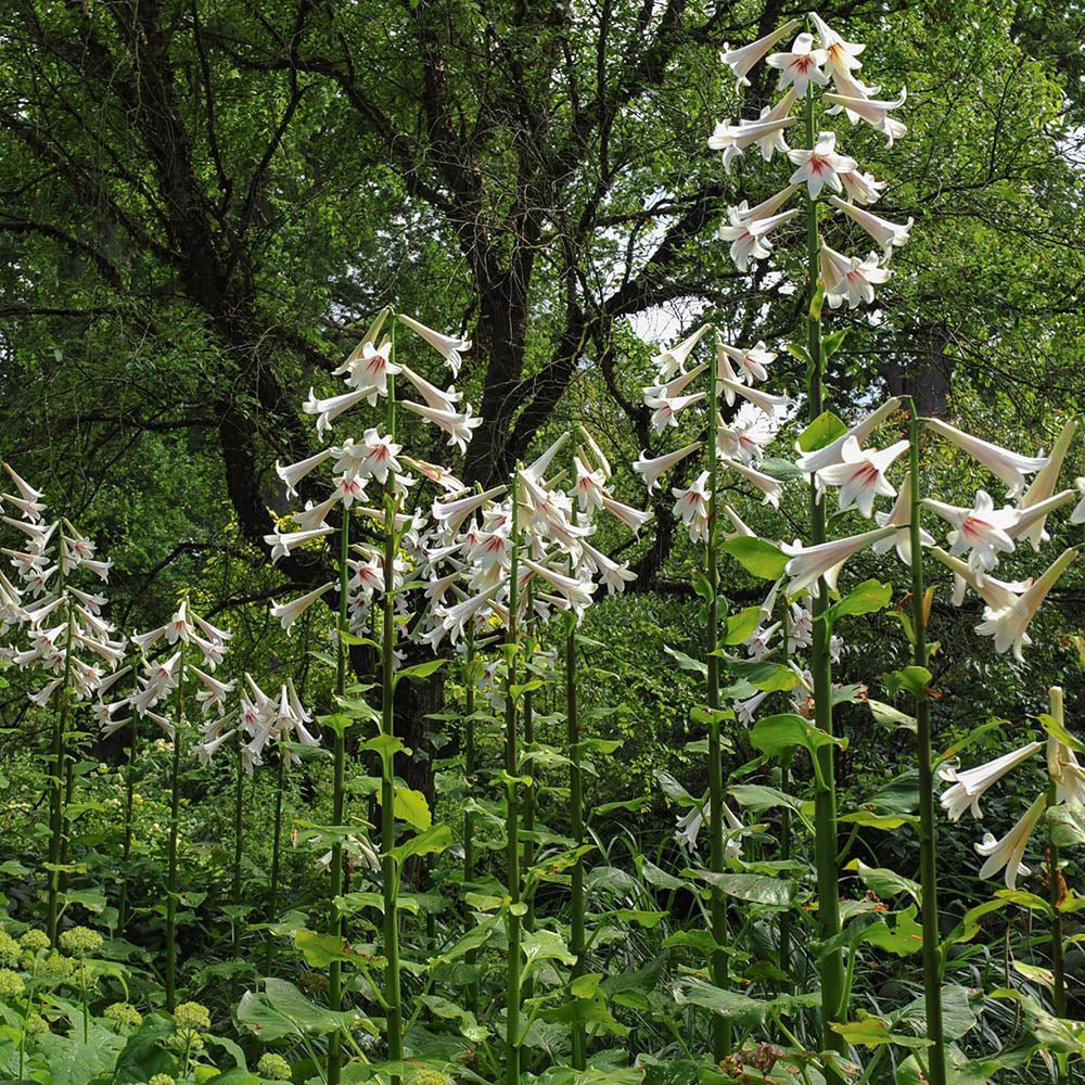 Bulbi de Crini Gigant de Himalaya cu flori mari, alb-purpuriu (Crinum Giganteum)- 1 bulb