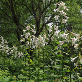 Bulbi de Crini Gigant de Himalaya cu flori mari, alb-purpuriu (Crinum Giganteum)- 1 bulb