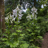 Bulbi de Crini Gigant de Himalaya cu flori mari, alb-purpuriu (Crinum Giganteum)- 1 bulb