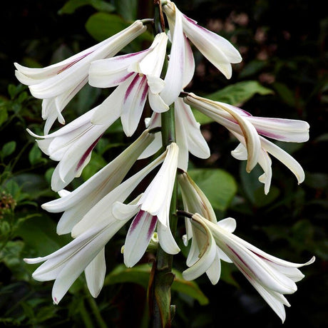 Bulbi de Crini Gigant de Himalaya cu flori mari, alb-purpuriu (Crinum Giganteum)- 1 bulb