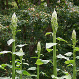 Bulbi de Crini Gigant de Himalaya cu flori mari, alb-purpuriu (Crinum Giganteum)- 1 bulb