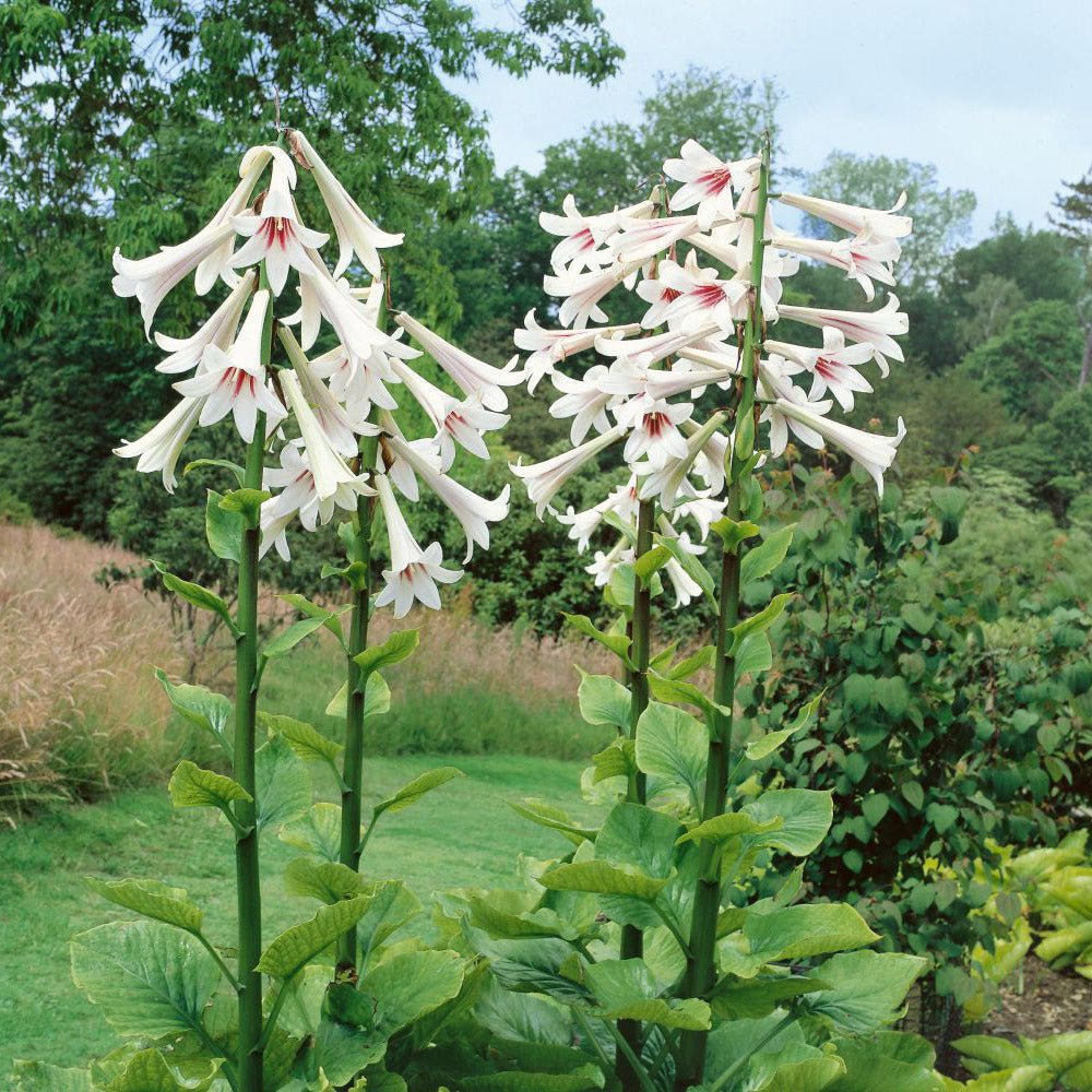 Bulbi de Crini Gigant de Himalaya cu flori mari, alb-purpuriu (Crinum Giganteum)- 1 bulb