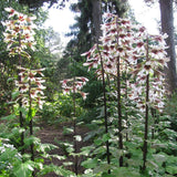 Bulbi de Crini Gigant de Himalaya cu flori mari, alb-purpuriu (Crinum Giganteum)- 1 bulb