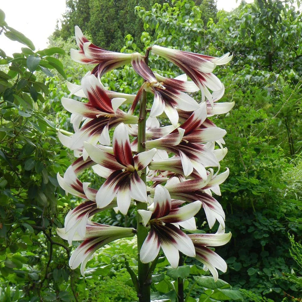 Bulbi de Crini Gigant de Himalaya cu flori mari, alb-purpuriu (Crinum Giganteum)- 1 bulb