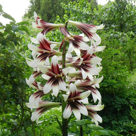 Bulbi de Crini Gigant de Himalaya cu flori mari, alb-purpuriu (Crinum Giganteum)- 1 bulb - VERDENA-livrat in punga de 1 bulb