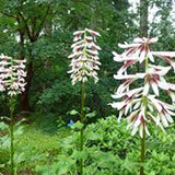 Bulbi de Crini Gigant de Himalaya cu flori mari, alb-purpuriu (Crinum Giganteum)- 1 bulb