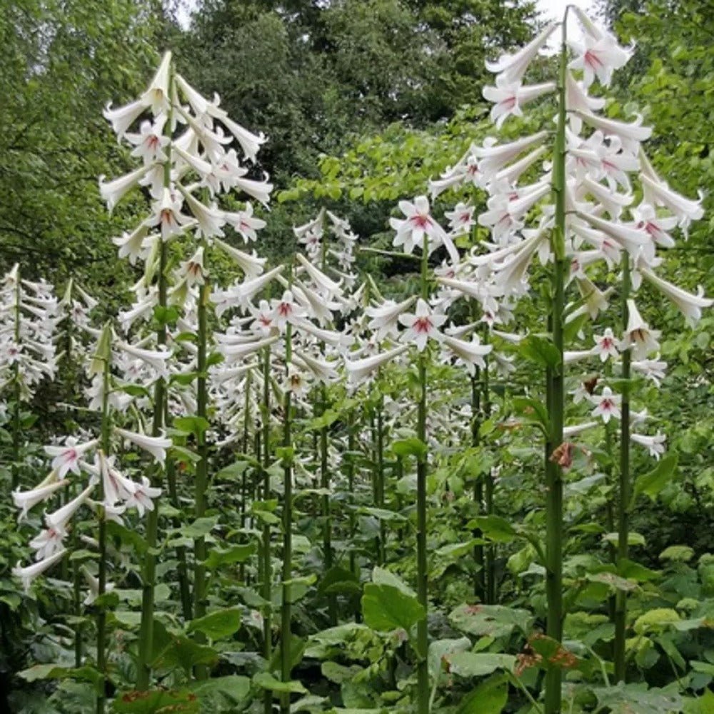 Bulbi de Crini Gigant de Himalaya cu flori mari, alb-purpuriu (Crinum Giganteum)- 1 bulb