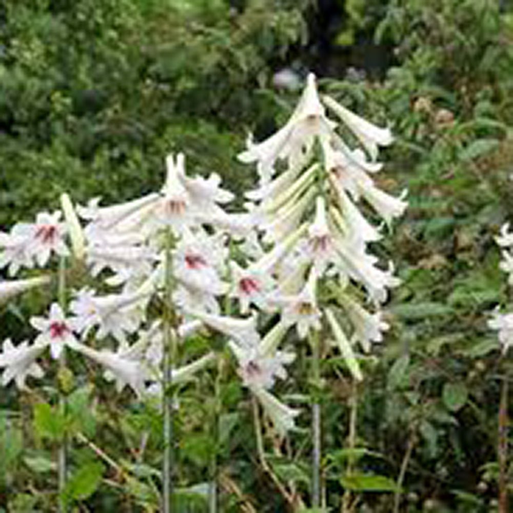 Bulbi de Crini Gigant de Himalaya cu flori mari, alb-purpuriu (Crinum Giganteum)- 1 bulb