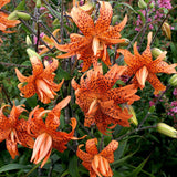 Bulbi de Crini imperiali Flore Pleno cu flori mari duble, portocaliu patat cu negru, 1 bulb