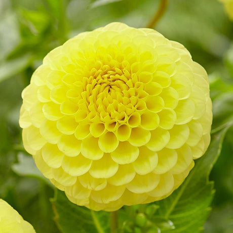 Bulbi de Dalii decorative Ball Golden Torch cu flori mari, galben, 1 bulb