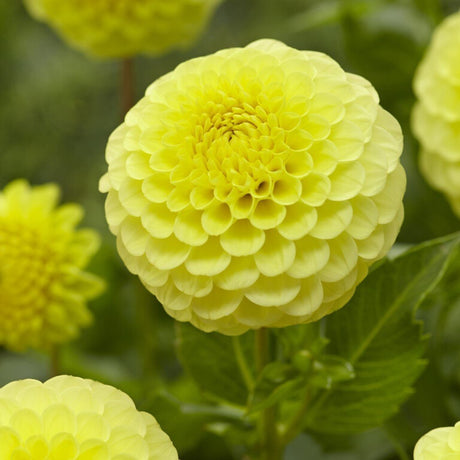 Bulbi de Dalii decorative Ball Golden Torch cu flori mari, galben, 1 bulb