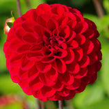Bulbi de Dalii decorative Ball Red Cap cu flori mari, rosu, 1 bulb