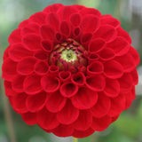 Bulbi de Dalii decorative Ball Red Cap cu flori mari, rosu, 1 bulb