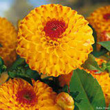 Bulbi de Dalii decorative Ball Sunny Boy cu flori mari, galben-portocaliu cu varf ruginie, 1 bulb