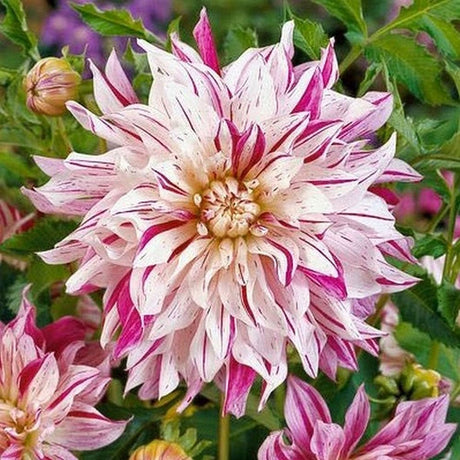 Bulbi de Dalii decorative Bristol Stripe cu flori mari, roz-palid si fucsia, 1 bulb