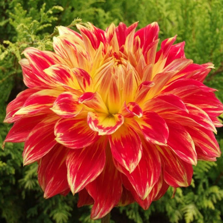 Bulbi de Dalii decorative gigant Tyler James cu flori mari, rosu aprins cu centru galben, 1 bulb
