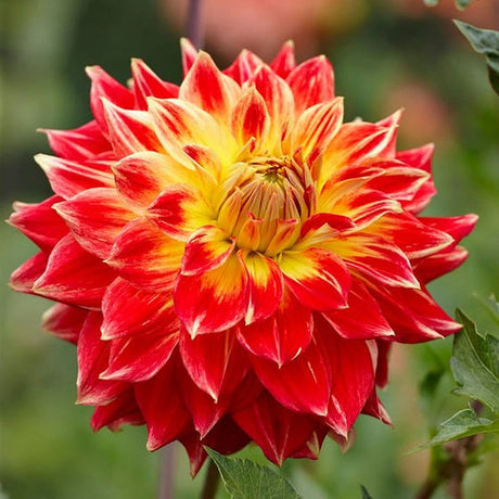 Bulbi de Dalii decorative gigant Tyler James cu flori mari, rosu aprins cu centru galben, 1 bulb