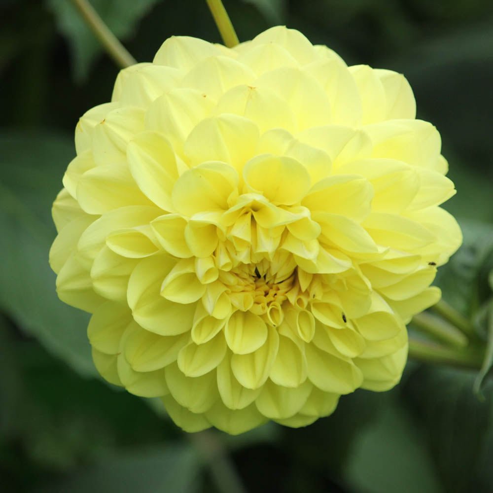 Bulbi de Dalii decorative Glorie van Heemstede cu flori mari, galben, 1 bulb