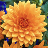 Bulbi de Dalii decorative Noordwijk's Glorie cu flori mari, portocaliu-apricot, 1 bulb