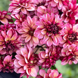 Bulbi de Dalii decorative Seniors Hope cu flori mari, nuante roz-deschis si fine tente galben-crem la baza si visiniu-inchis, 1bulb