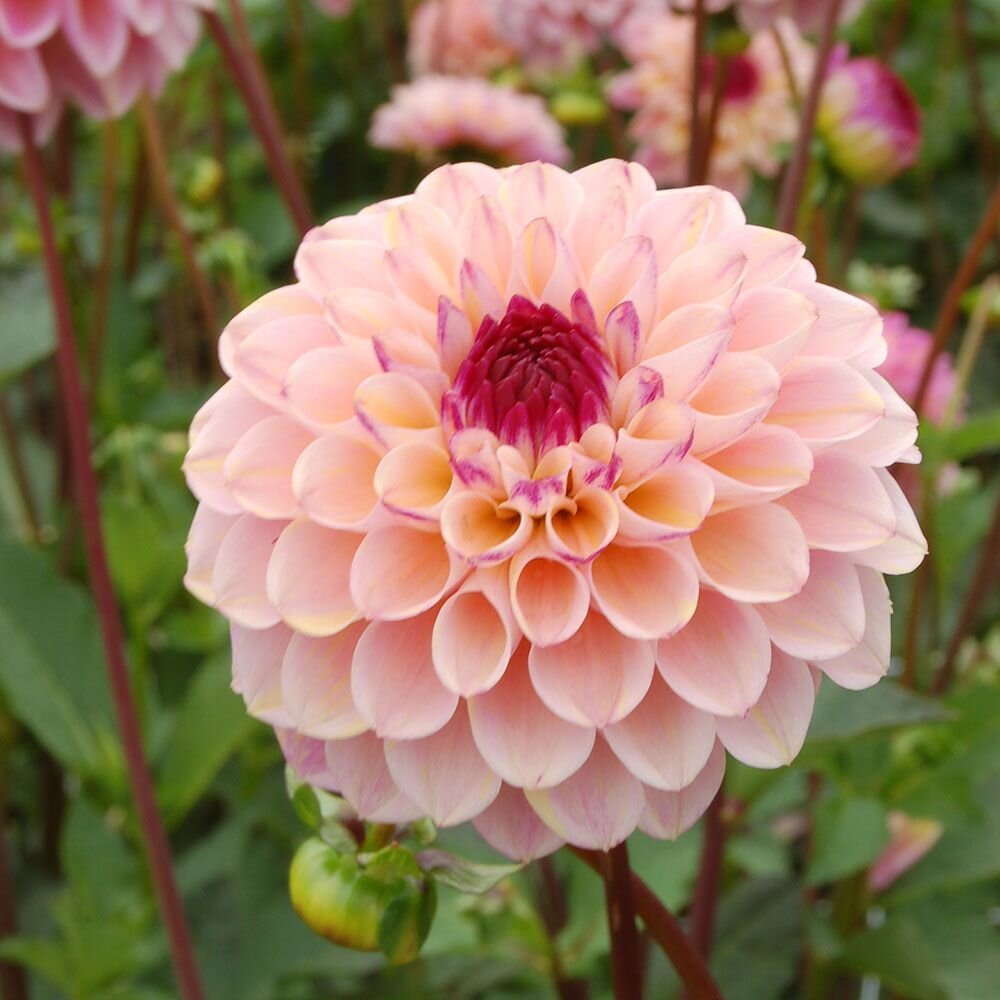Bulbi de Dalii decorative Wine Eyed Jill cu flori mari, piersic/cais cu centru mov, 1 bulb