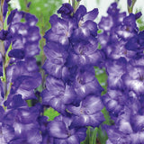 Bulbi de Gladiole Blue Isle cu flori mari, mov deschis si centru alb