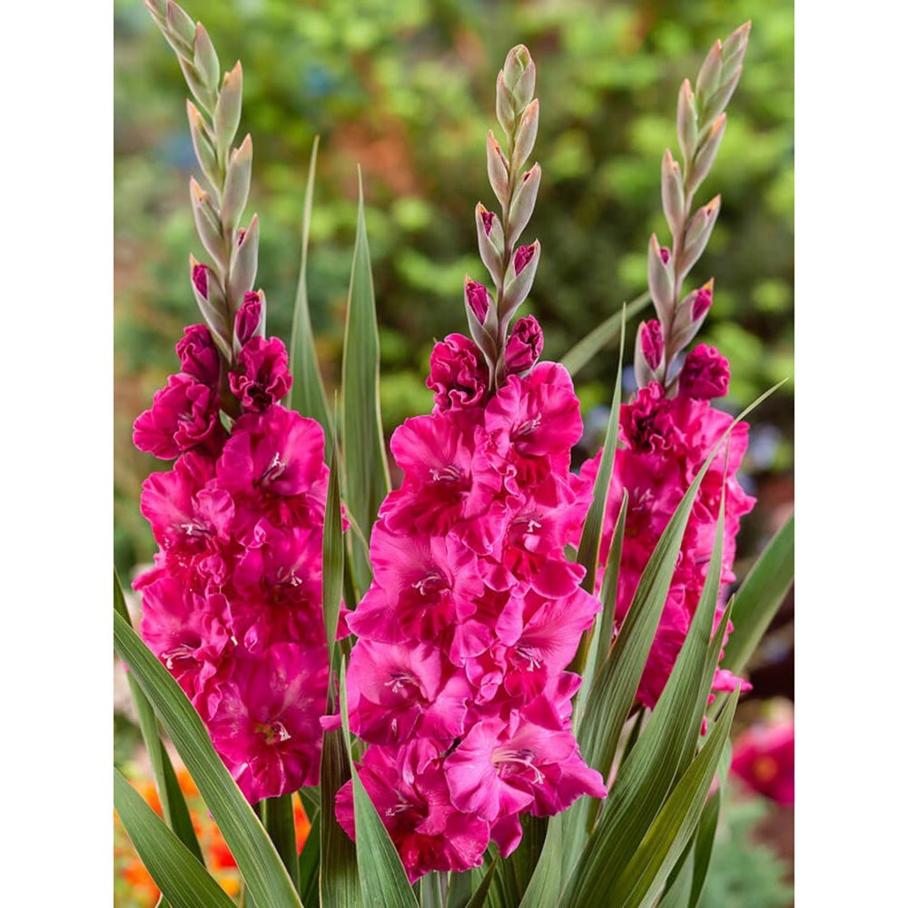 Bulbi de Gladiole Fairy tale Pink cu flori mari, roz aprins