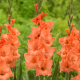 Bulbi de Gladiole Peter Pears cu flori mari, piersic