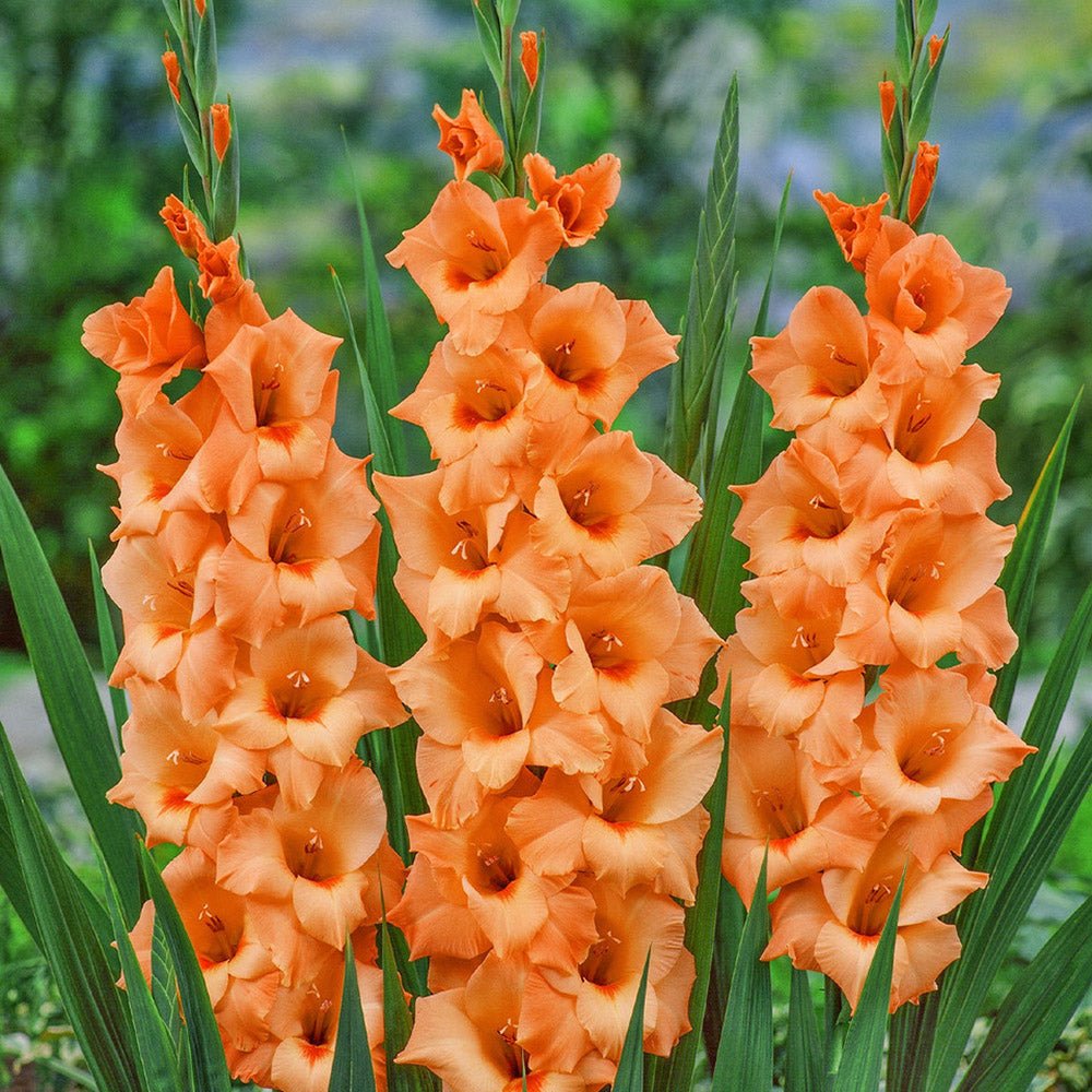 Bulbi de Gladiole Peter Pears cu flori mari, piersic