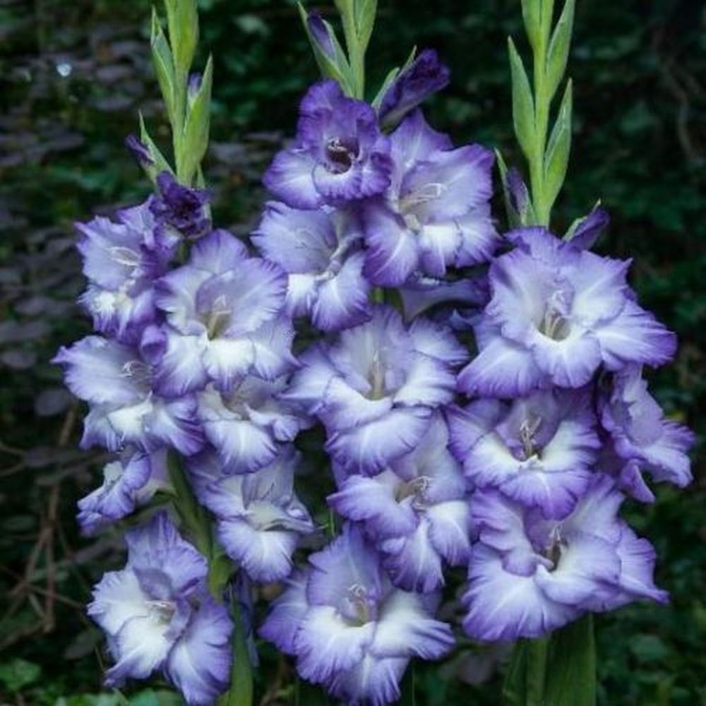 Bulbi de Gladiole Triton cu flori mari, marginea albastra-inchis, centru albastru-deschis