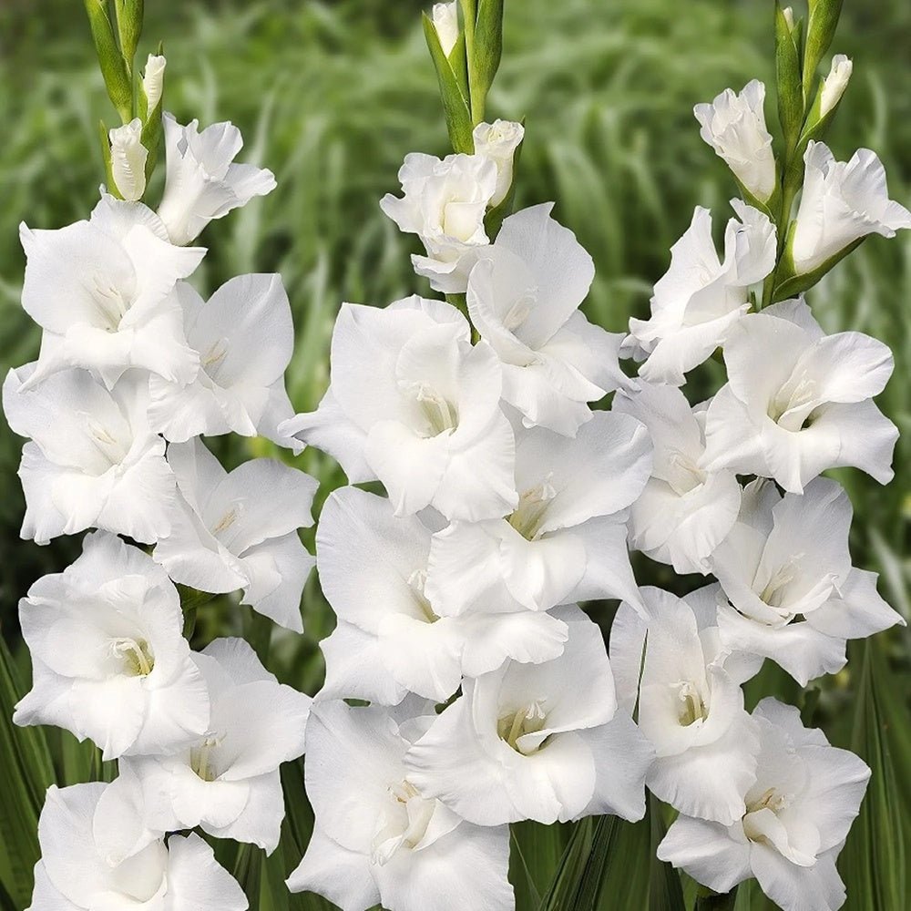 Bulbi de Gladiole White Prosperity cu flori mari, alb