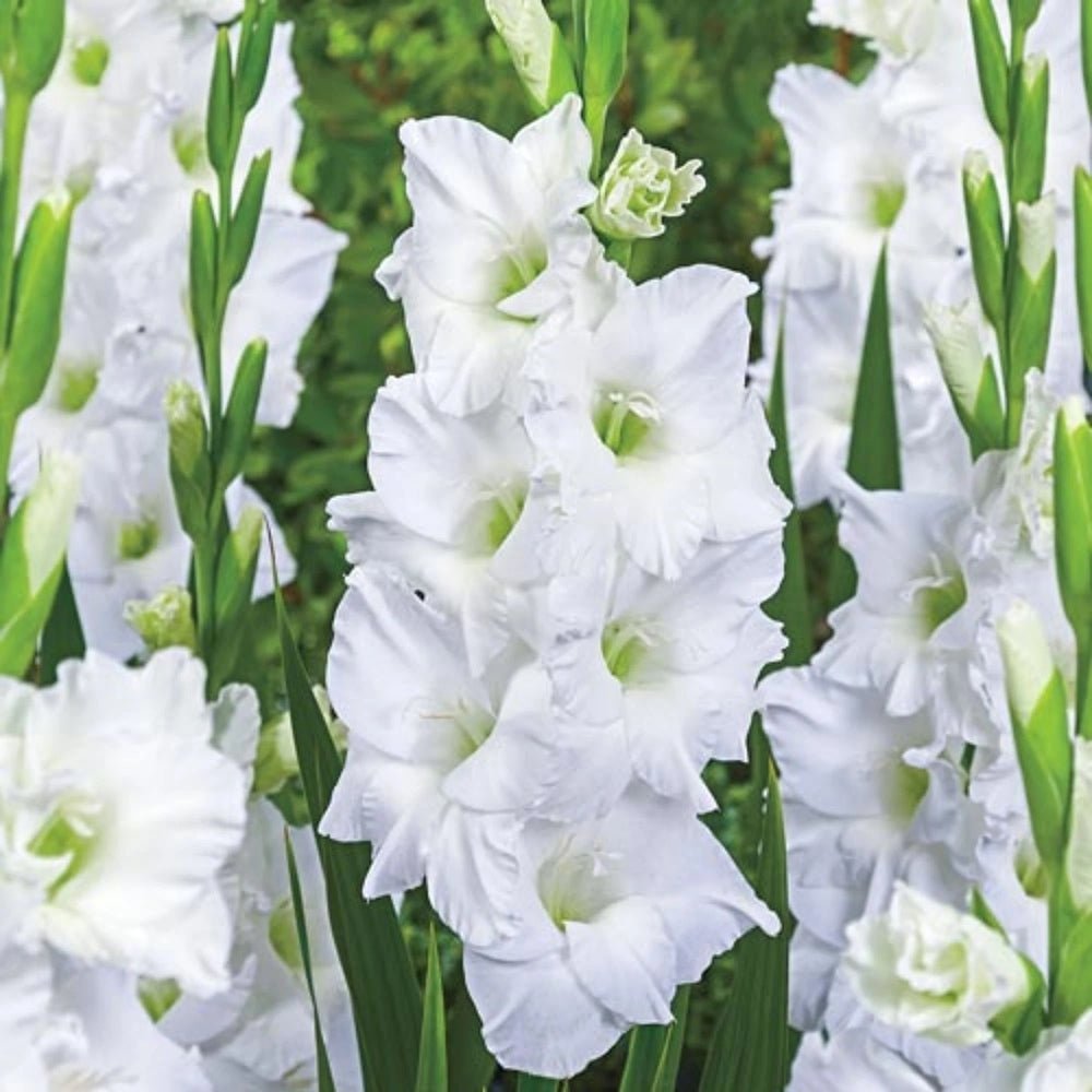 Bulbi de Gladiole White Prosperity cu flori mari, alb