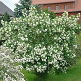 Bulgare de Zapada Roseum (Calinul), cu flori albe sferice - VERDENA-60-80 cm inaltime, livrat in ghiveci de 4 l