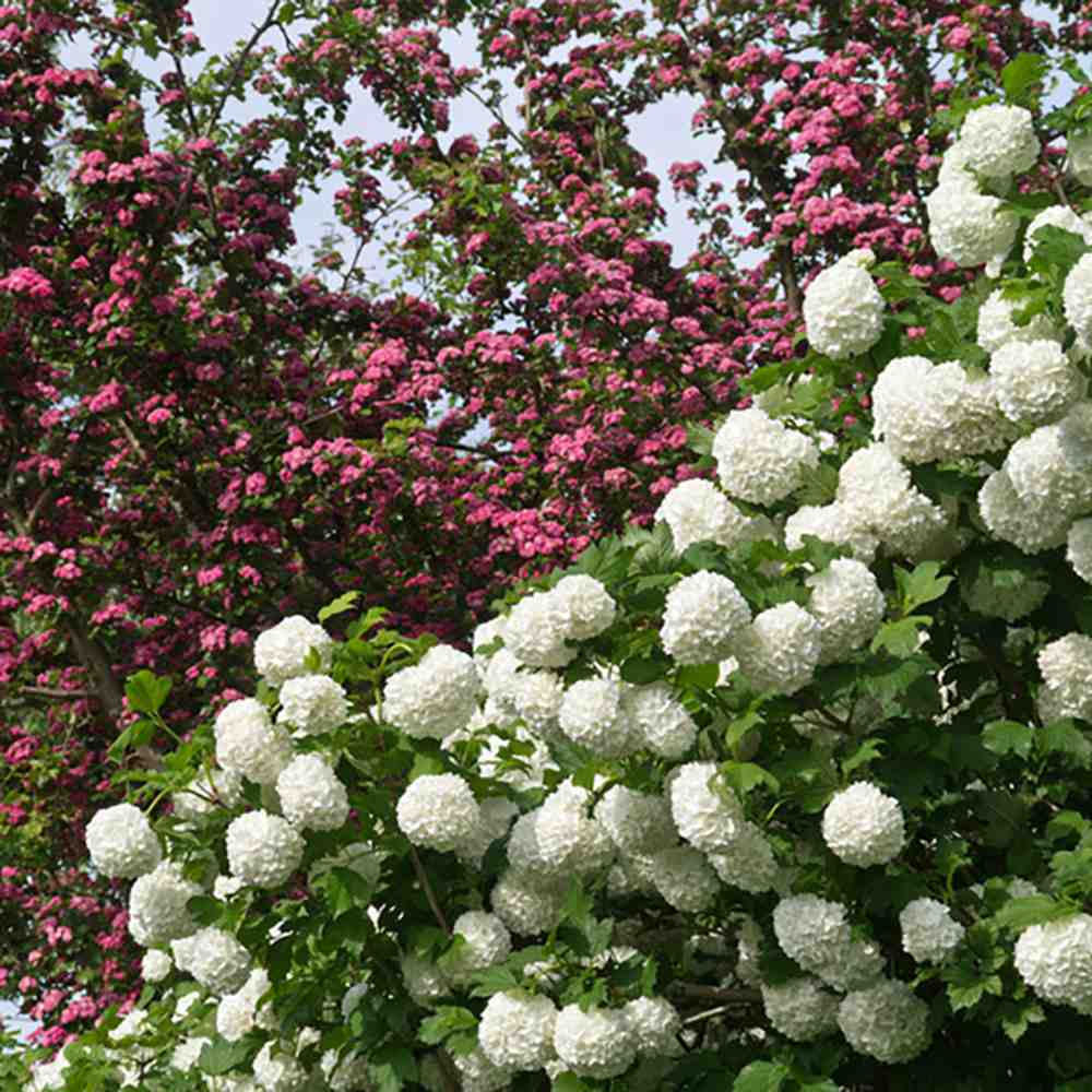 Bulgare de Zapada Roseum (Calinul), cu flori albe sferice - VERDENA-60-80 cm inaltime, livrat in ghiveci de 4 l