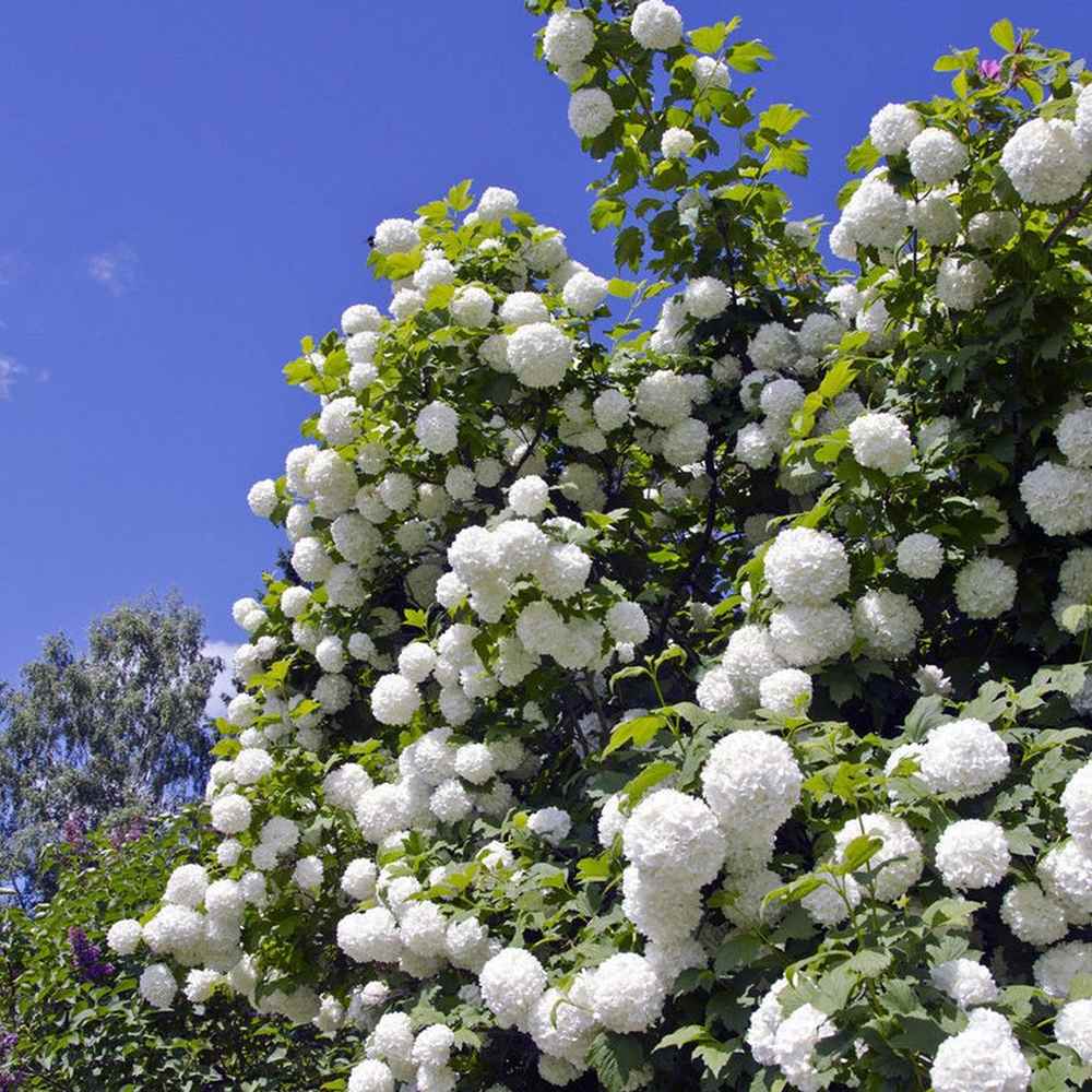 Bulgare de Zapada Roseum (Calinul), cu flori albe sferice - VERDENA-60-80 cm inaltime, livrat in ghiveci de 4 l