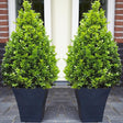 Black Friday - Reduceri Buxus Sempervirens (Cimisir) Piramida Promotie