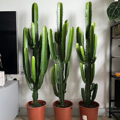 Cactus Candelabru 150 cm - VERDENA-150 cm inaltime, livrat in ghiveci de 13 l