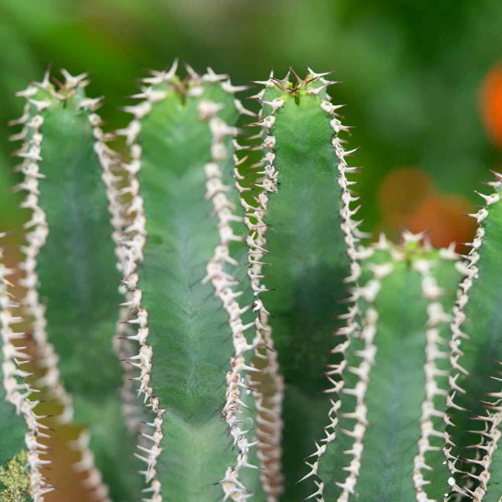 Cactus Candelabru - 30 cm - VERDENA-30 cm inaltime, livrat in ghiveci de 3 l