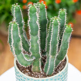 Cactus Candelabru - 30 cm - VERDENA-30 cm inaltime, livrat in ghiveci de 3 l