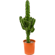 Cactus Candelabru, 90 cm la livrare, in ghiveci Ø 19 cm