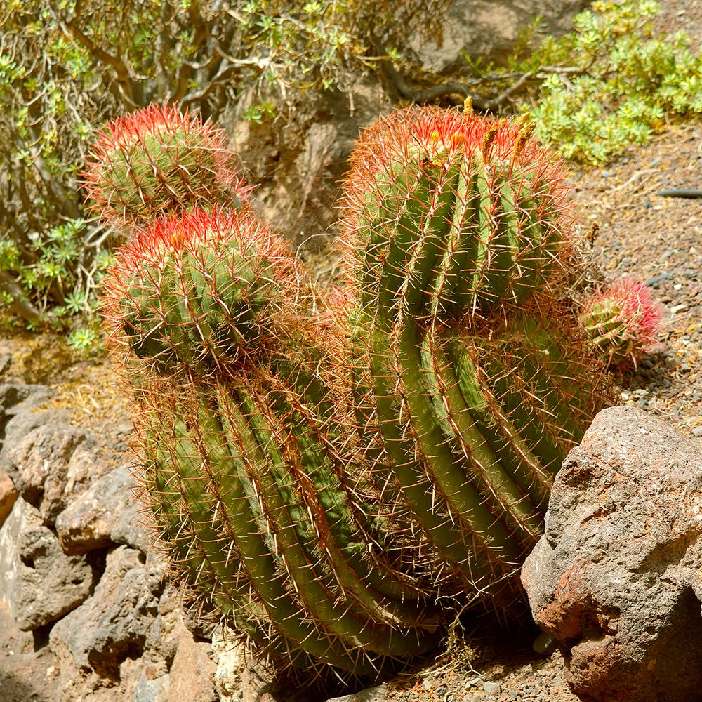 Cactus (Ferocactus stainesii) - 35 cm, livrat in ghiveci cu diametru de 25cm si 11cm inaltime