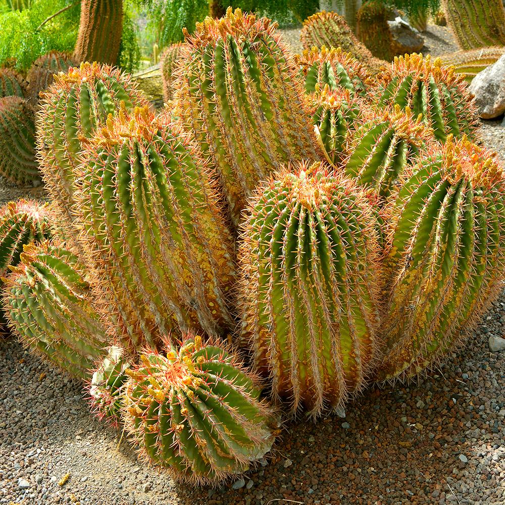 Cactus (Ferocactus stainesii) - 35 cm, livrat in ghiveci cu diametru de 25cm si 11cm inaltime