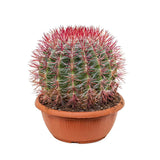 Cactus (Ferocactus stainesii) - 35 cm, livrat in ghiveci cu diametru de 25cm si 11cm inaltime