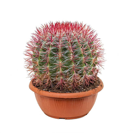 Cactus (Ferocactus stainesii) - 35 cm, livrat in ghiveci cu diametru de 25cm si 11cm inaltime